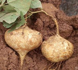 怀孕可以吃土瓜吗,土瓜在孕期中的适宜食用与注意事项