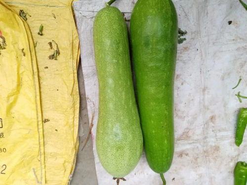 吃福寿瓜,吉祥美味，健康长寿的象征